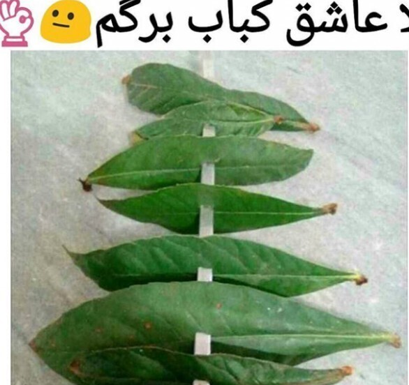کباب برگ