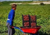 خلاقیت خنده‌دار کشاورز تبریزی در آبیاری ابتکاری در زمان بی آبی شاهکاریه در نوع خودش/ هنر نزد ایرانیان است و بس!