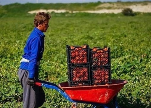خلاقیت خنده‌دار "کشاورز تبریزی" در آبیاری ابتکاری در زمان بی آبی شاهکاریه در نوع خودش/ هنر نزد ایرانیان است و بس!