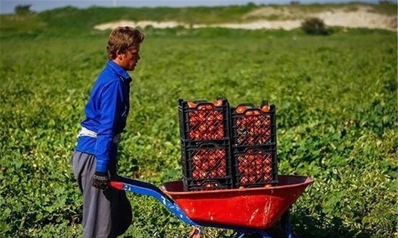 خلاقیت خنده‌دار "کشاورز تبریزی" در آبیاری ابتکاری در زمان بی آبی شاهکاریه در نوع خودش/ هنر نزد ایرانیان است و بس!