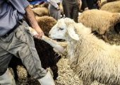 خلاقیت خنده دار چوپان برای رقابت با هادی چوپان حماسه آفرید/ هنر نزد ایرانیان است و بس