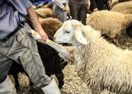 خلاقیت خنده دار چوپان برای رقابت با هادی چوپان حماسه آفرید/ هنر نزد ایرانیان است و بس