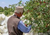 خلاقیت مشاغل | ابتکار منحصربه‌فرد باغدار باهوش برای چیدن راحت آلبالو از درخت؛ این روش ناب ۲ میلیون لایک گرفت! ویدیو / مغز تو باید بیمه بشه، والسلام! 👌