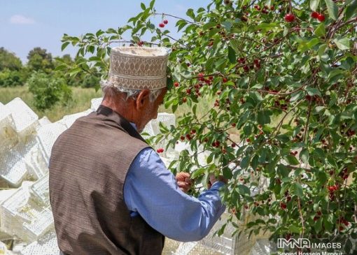 خلاقیت مشاغل؛ ابتکار منحصربفرد باغدار باهوش برای چیدن راحت و بدون دردسر آلبالو از درخت که 2 میلیون لایک گرفت+ویدیو/ مغز تو باید بیمه بشه والسلام👌