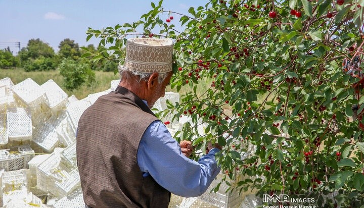 خلاقیت مشاغل؛ ابتکار منحصربفرد باغدار باهوش برای چیدن راحت و بدون دردسر آلبالو از درخت که 2 میلیون لایک گرفت+ویدیو/ مغز تو باید بیمه بشه والسلام👌