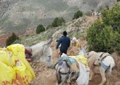 خلاقیت خنده دار اوستا بنا برای حمل مصالح ساختمانی با اُلاغ حماسه آفرید / هنر نزد ایرانیان است و بس😂