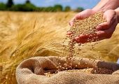 گندمکاران حتما بخوانند/ قیمت گندم آزاد می‌شود؟/ پرداخت مطالبات گندمکاران به کجا رسید؟