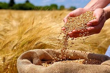 یک تصمیم مهم برای گندمکاران