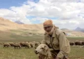 خلاقیت خنده دار چوپان برای محافظت از اسبش حماسه آفرید+عکس/ هنر نزد ایرانیان است و بس
