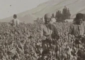 ایرانی ها چطور با تریاک آشنا شدند؟