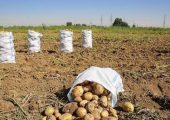 خلاقیت خنده دار کشاورز خوزستانی برای آبیاری سیب زمینی با شلنگ و پنکه رومیزی حماسه آفرید/ مایه افتخاری هموطن😂+فیلم