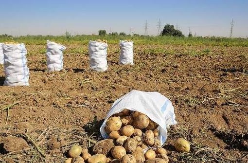 خلاقیت خنده دار کشاورز خوزستانی برای آبیاری سیب زمینی با شلنگ و پنکه رومیزی حماسه آفرید/ مایه افتخاری هموطن😂+فیلم
