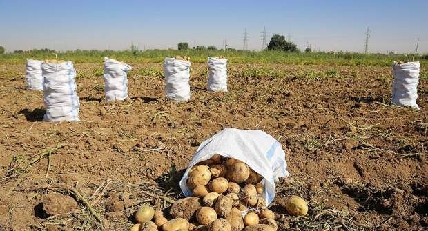 خلاقیت خنده دار کشاورز خوزستانی برای آبیاری سیب زمینی با شلنگ و پنکه رومیزی حماسه آفرید/ مایه افتخاری هموطن😂+فیلم