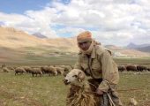 خلاقیت منحصربفرد چوپان برای کنترل گوسفندانش از راه دور حماسه آفرید+ویدئو /لامصب سلطان امنیت منطقه فقط خودت😂