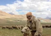 خلاقیت خنده دار چوپان با طراحی صندلی برای اُلاغش حماسه آفرید +عکس