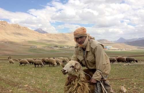 خلاقیت خنده دار چوپان برای حفظ گوسفندش از گرما حماسه آفرید+ویدئو /مغز تو رو باید طلا گرفت😂