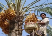 عکس/ خلاقیت خنده دار باغدار ایرانی برای دست نزدن به خرماهای درختش با نوشتن نامه تهدیدآمیز حماسه آفرید /دیگه کسی جرات نداره نزدیک بشه