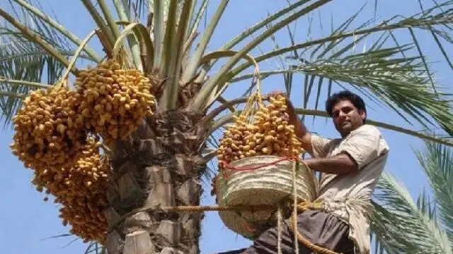 عکس/ خلاقیت خنده دار باغدار ایرانی برای دست نزدن به خرماهای درختش با نوشتن نامه تهدیدآمیز حماسه آفرید /دیگه کسی جرات نداره نزدیک بشه