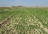 مالکان اراضی روستایی بخوانند / مراحل تغییر کاربری زمین‌های کشاورزی به مسکونی اعلام‌شد