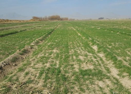مالکان اراضی روستایی بخوانند / مراحل تغییر کاربری زمین‌های کشاورزی به مسکونی اعلام‌شد